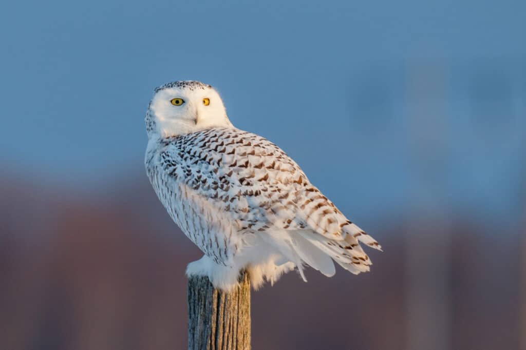 Female snowy owl stands on a post looking backward