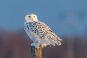 Owls in the Bible: Discover the Meaning and Symbolism Picture