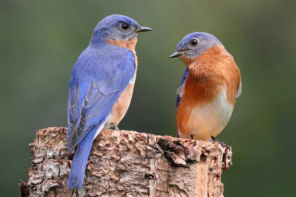Pair of Eastern Bluebird (Sialia sialis) on a log with nesting material