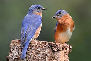 The 4 Most Common Places Bluebirds Go at Night Picture