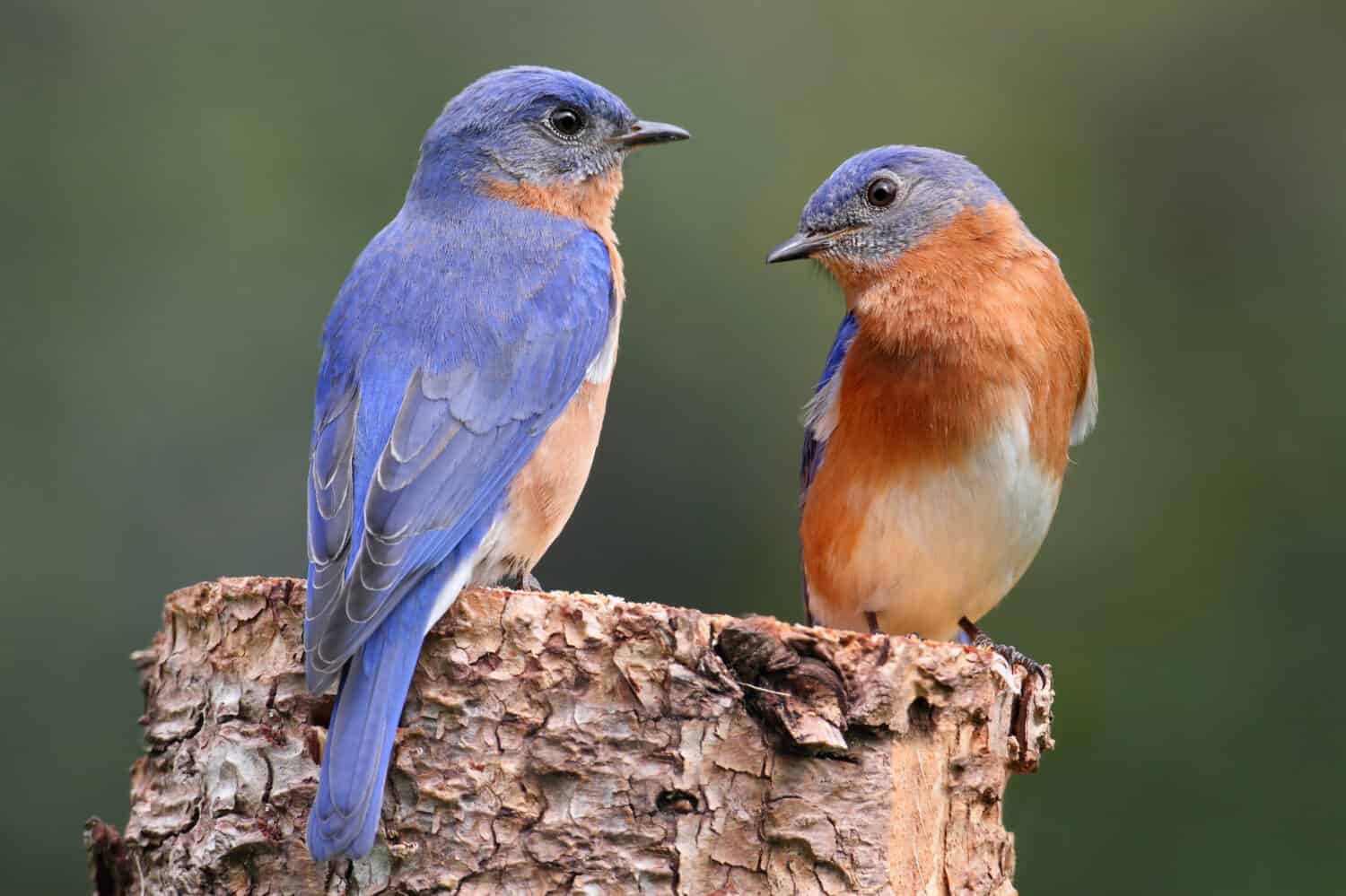 Pair of Eastern Bluebird (Sialia sialis) on a log with nesting material