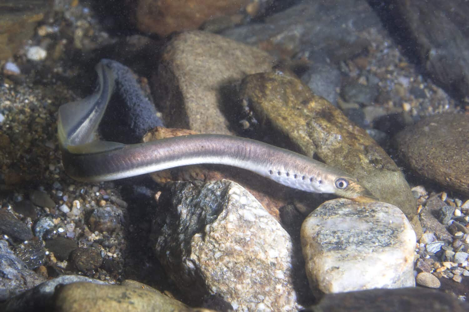 The European brook lamprey (Lampetra planeri) a frashwater species that exclusively inhabits freshwater environments. Lamprey in the clean mountain river holding gravel. Frashwater habitat.