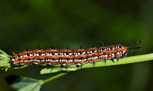 A colorful Variegated Fritillary caterpillar (Euptoieta claudia) feeds on some clover in preparation for its cocoon transformation.