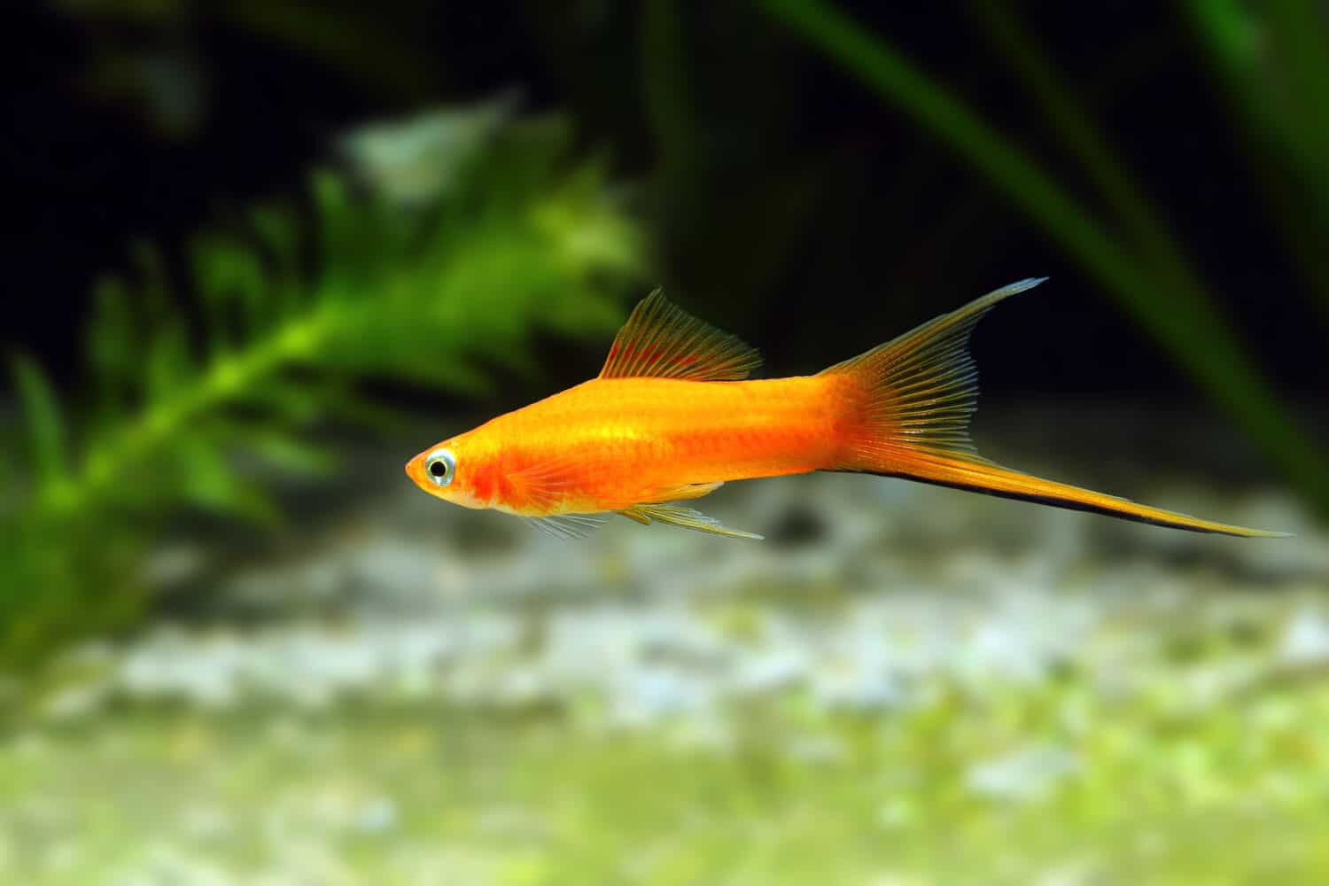 swordtail