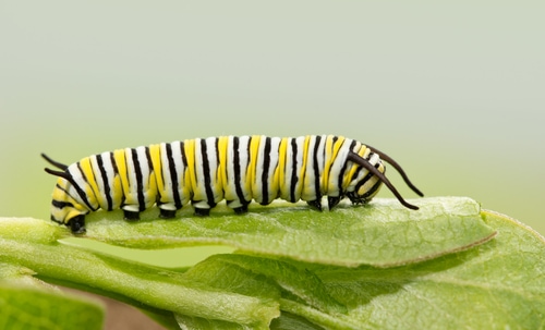 Seven days old Monarch caterpillar resting on a milkweed leaf, a side view