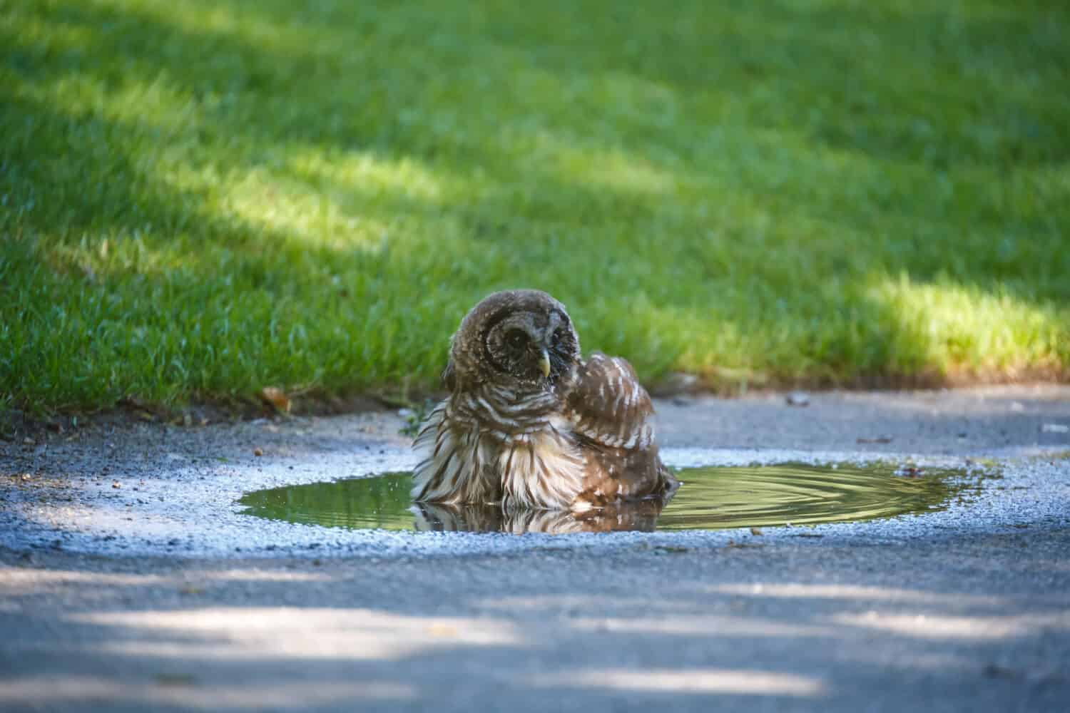 juvenile barred owl at Vancouver BC Canada