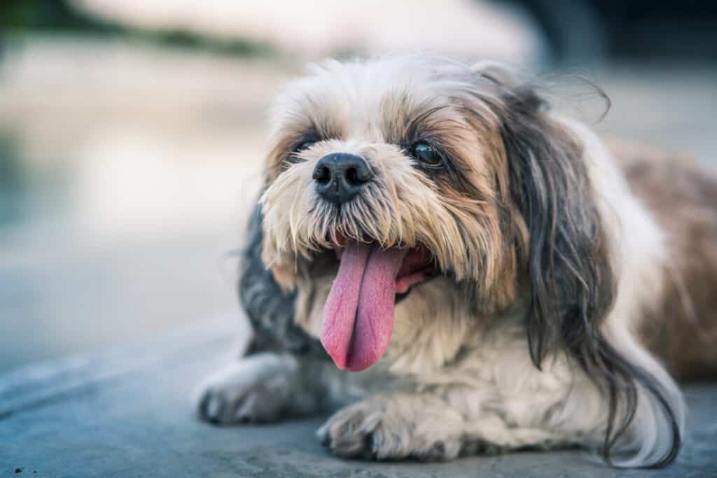 Shih Tzu dog. 2