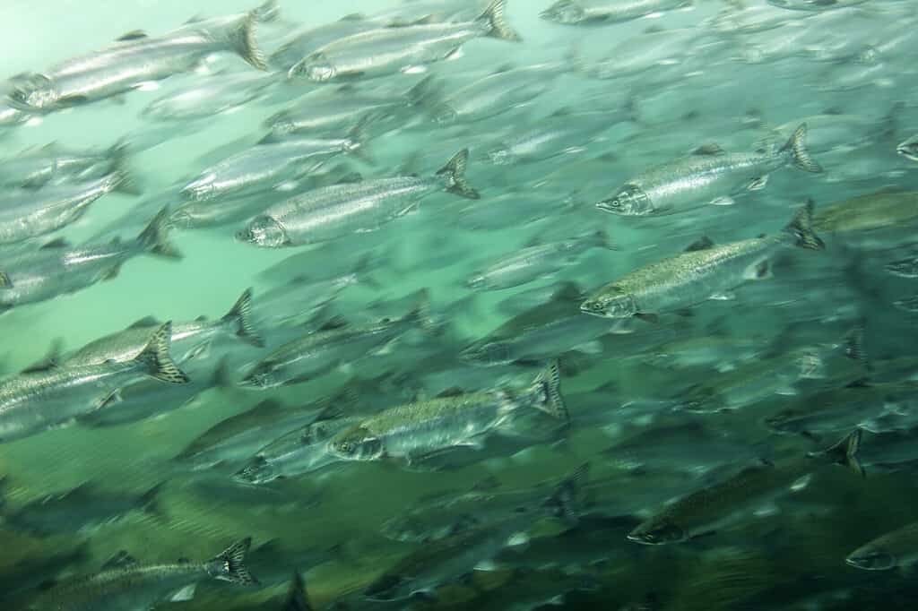 Salmon travel in large schools as they migrate from the ocean to the fresh waters to spawn.