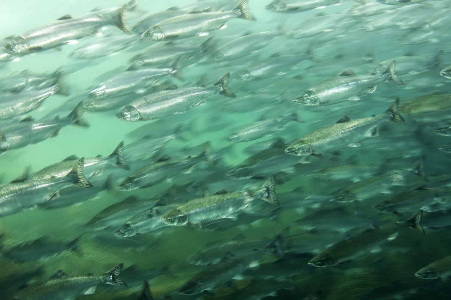 Big school of salmon fish swims together   