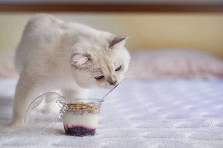 Can Cats Eat Yogurt? 7 Things to Know Before Feeding AZ Animals