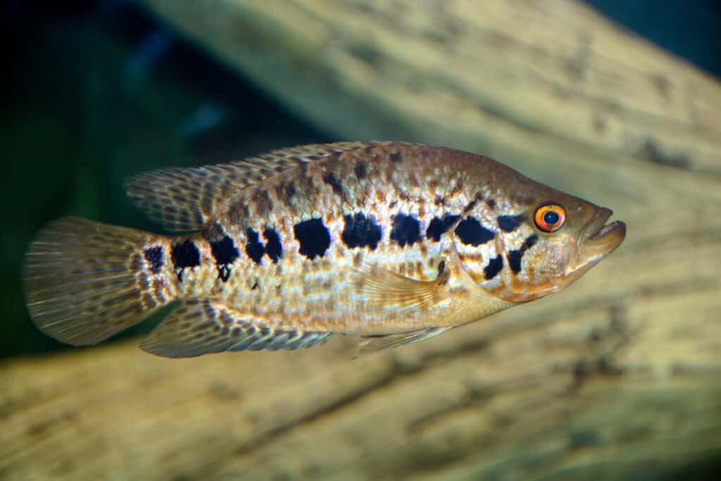 Jaguar Cichlid floats in an aquarium close-up