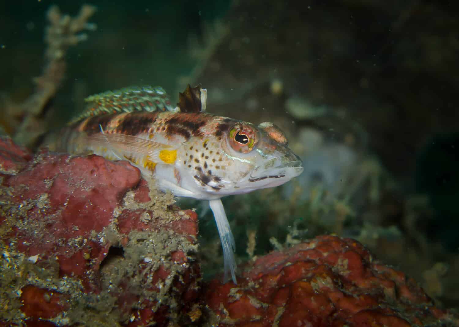 Snyder's Grubfish or Blackfin sandperch (Parapercis snyderi) in coralreef, Lembeh strait, North Sulawesi, Indonesia