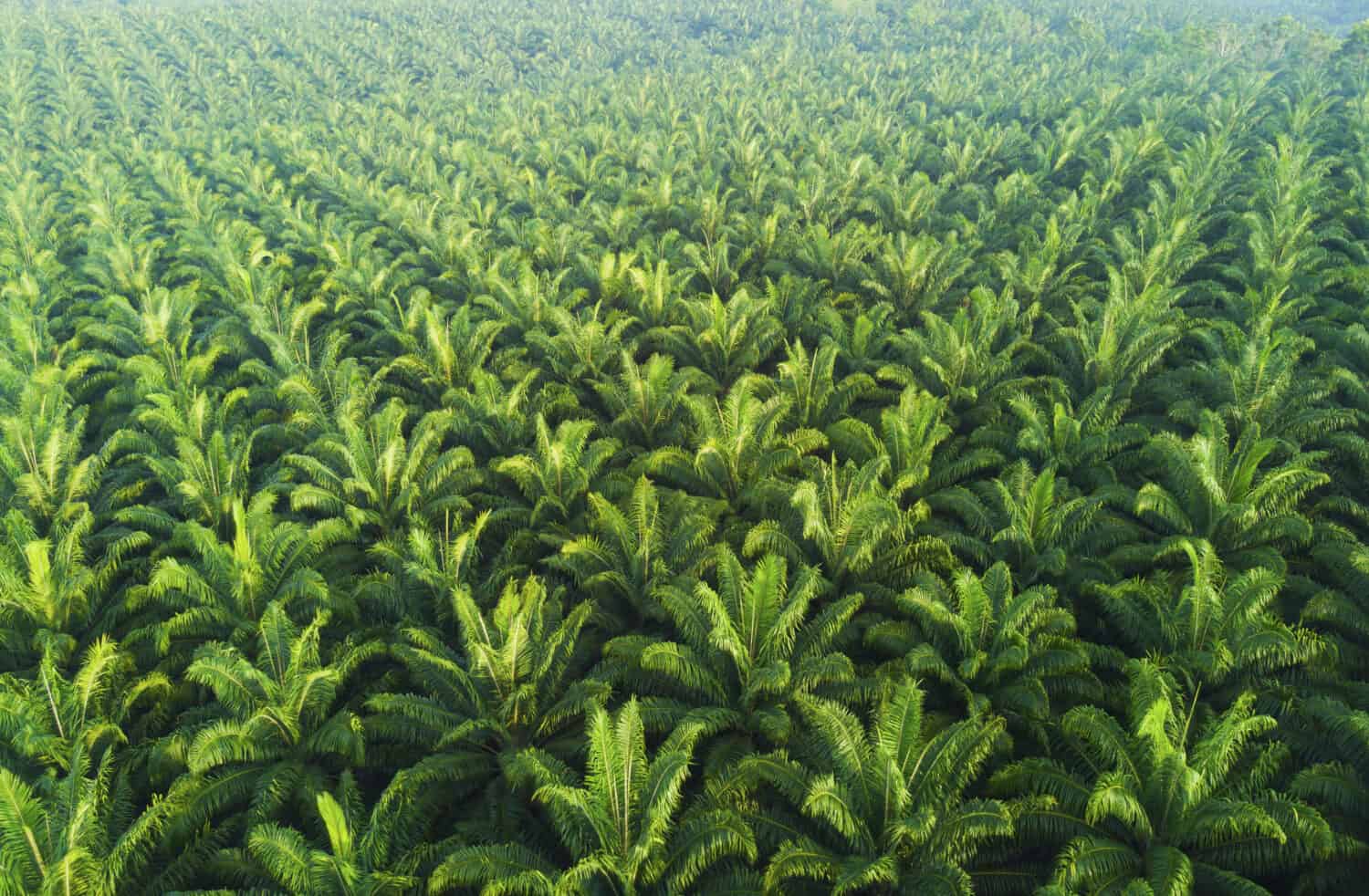 Arial view of palm plantation at east asia.