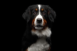 Rottweiler vs. Bernese Mountain Dog: 9 Key Differences Picture