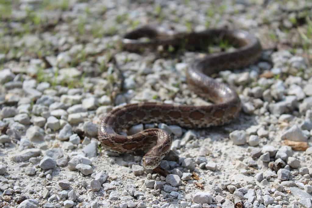Great Plains Rat Snake (Pantherophis emoryi) in Southwestern Missouri