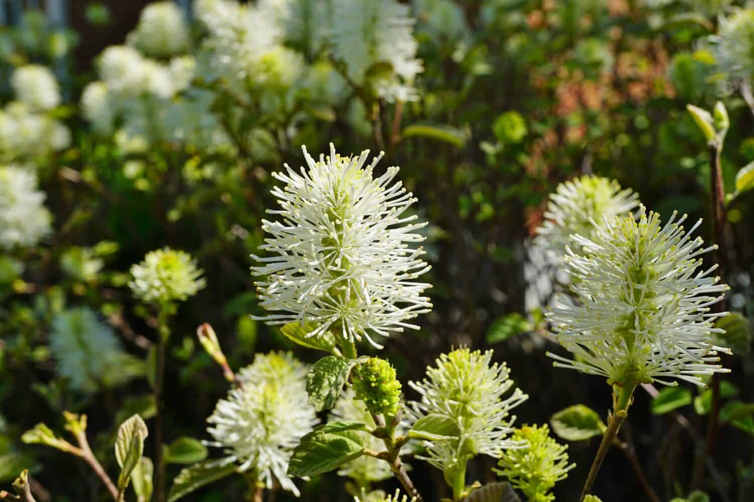 White brush flowers of Witch Alder (Fothergilla Gardenii) shrub