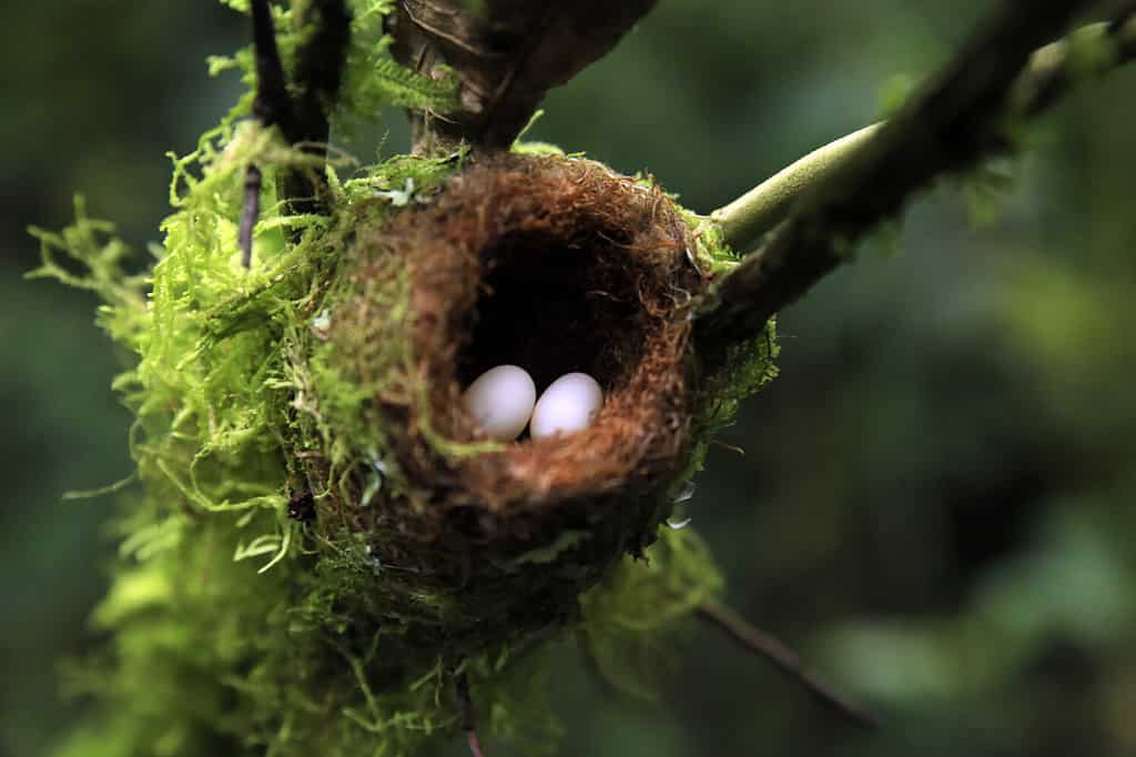 Hummingbird Nest with Eggs, Each about the Size of a Jellybean. Boquete, Panama
