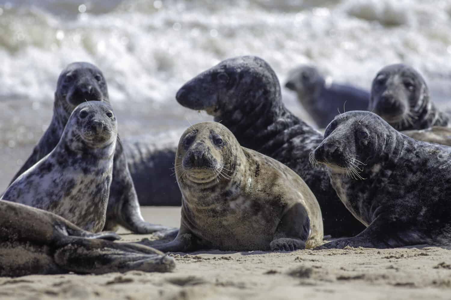 Wild Grey seal colony on the beach at Horsey UK. Beautiful aquatic animal group with various shapes and sizes of gray seal. Selective focus on foreground seals.
