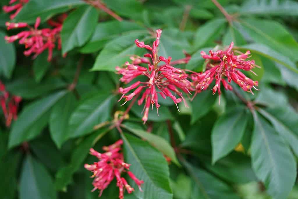 Red buckeye (aesculus pavia) flowers on a tree