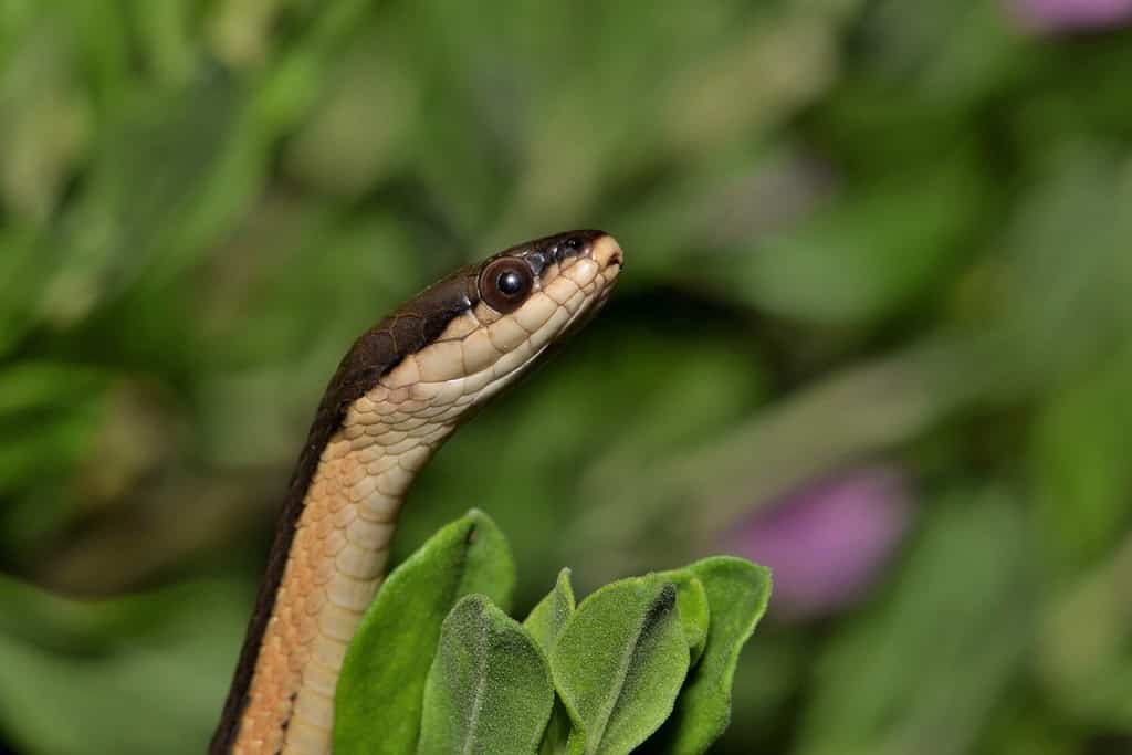 Graham's Crayfish snake peeking out of the bushes. These snakes are harmless to humans and feed on crayfish, insects and small reptiles and are found not too far from waterways.