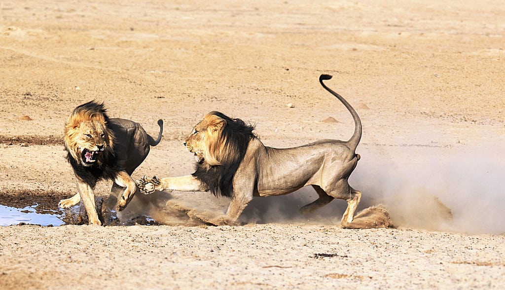 Top 5 Reasons Lions Are Considered King of the Jungle - A-Z Animals