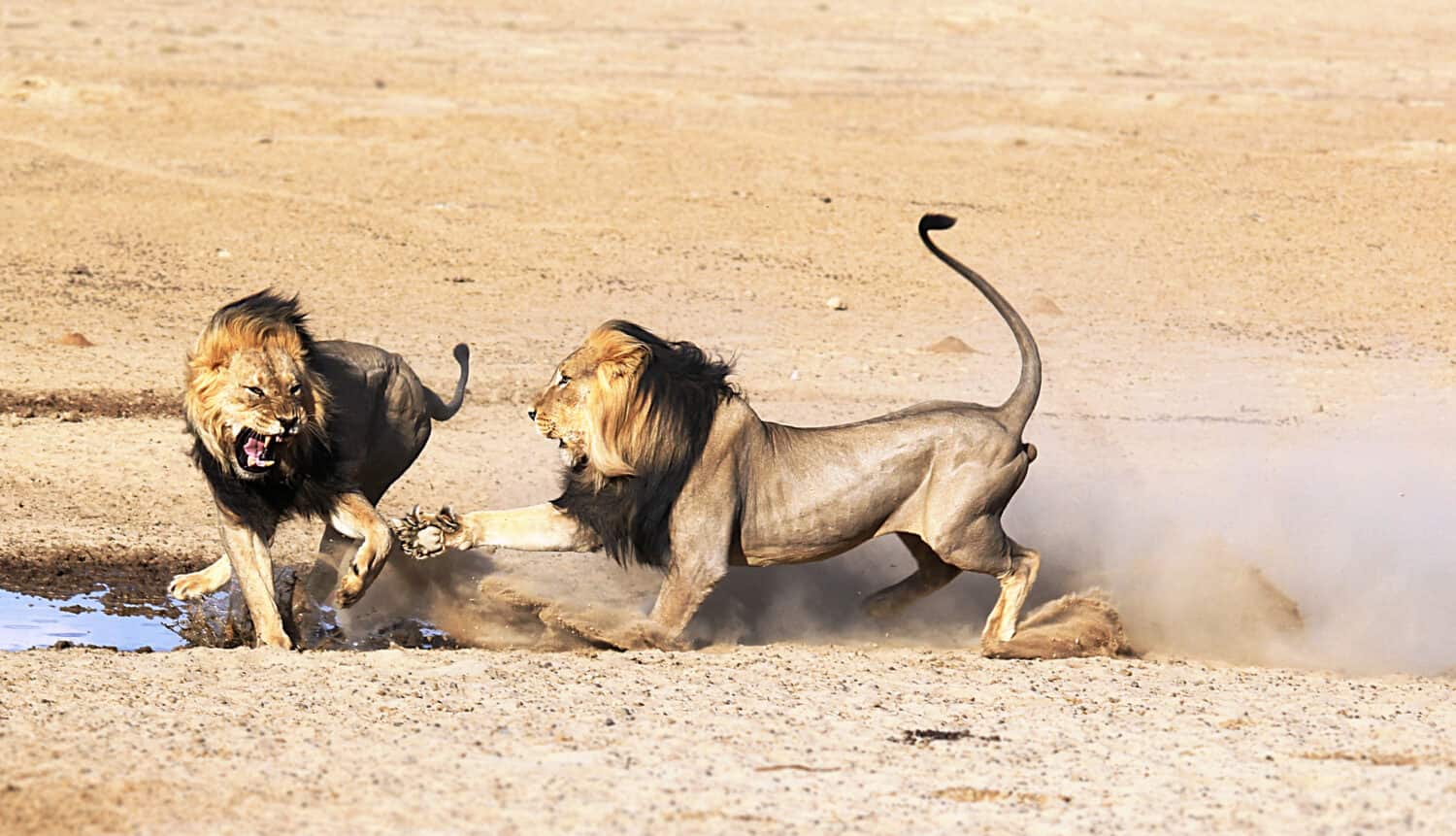 Two male lions fighting over the rights to mate with a female