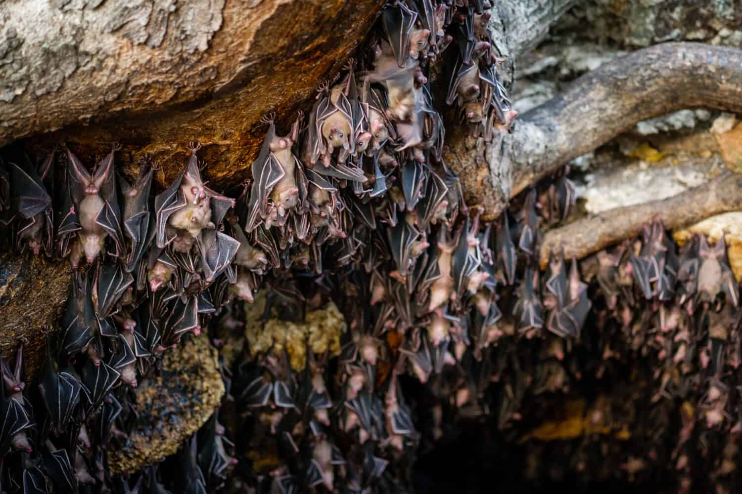 Fruits bats at Monfort bat cave - Davao, Philippines