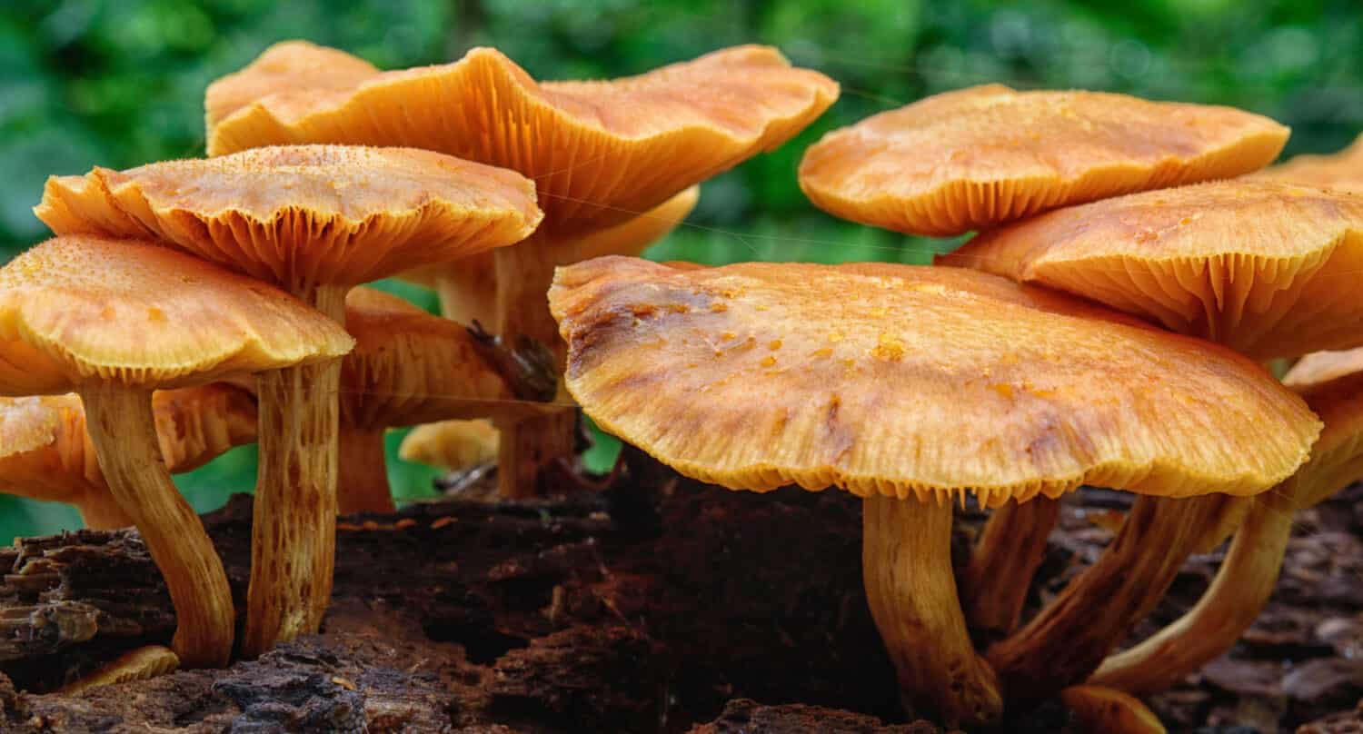 A cluster of orange mushrooms probably omphalotus illudens.