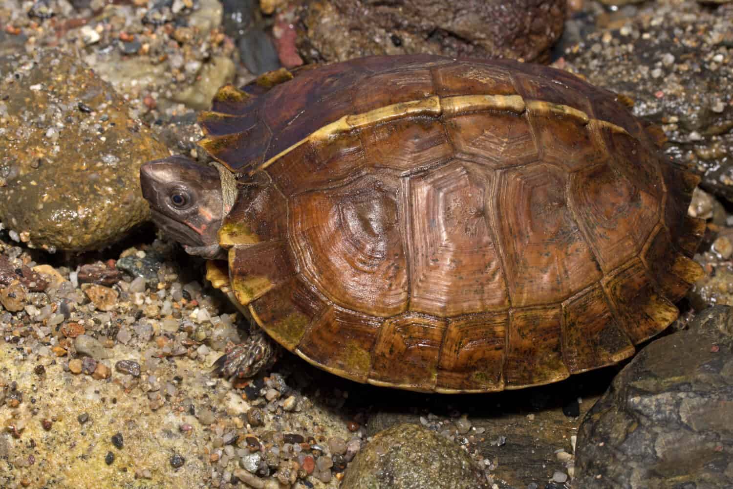  Spiny Turtle (Heosemys spinosa) 