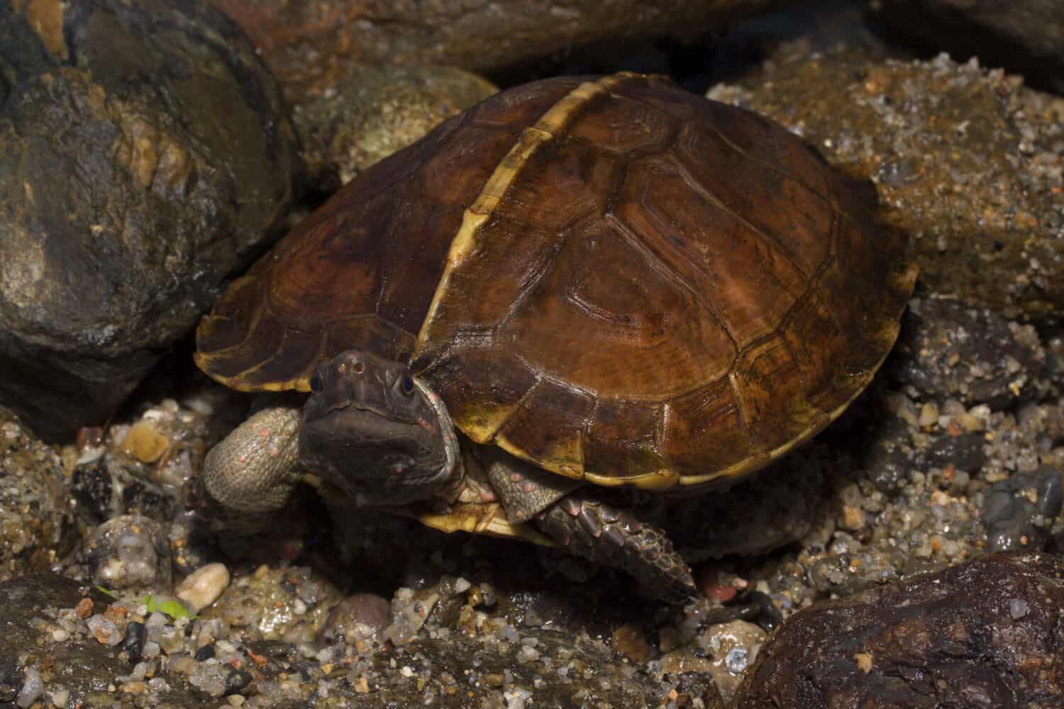  Spiny Turtle (Heosemys spinosa) 