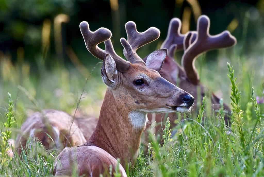 White-tailed deer buck in velvet