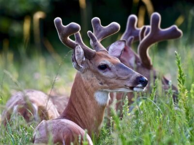 A 9 Reasons North Carolina Is the Ideal Spot for Deer Hunting in the U.S.