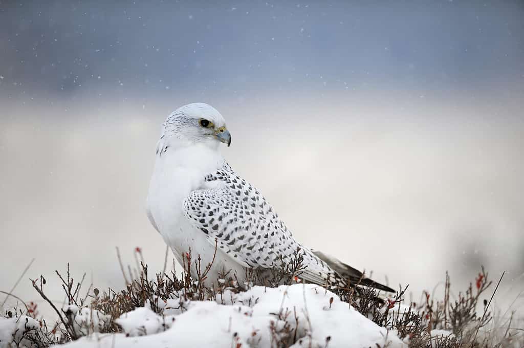 The gyrfalcon is a bird of prey (Falco rusticolus), the largest of the falcon species. It breeds on Arctic coasts and tundra, and the islands of northern North America, Europe, and Asia. Falling snow