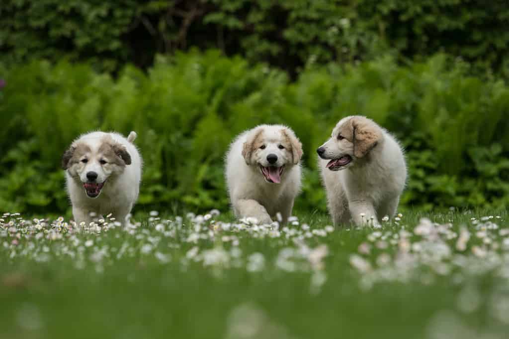 Three walking Great Pyrenees puppies