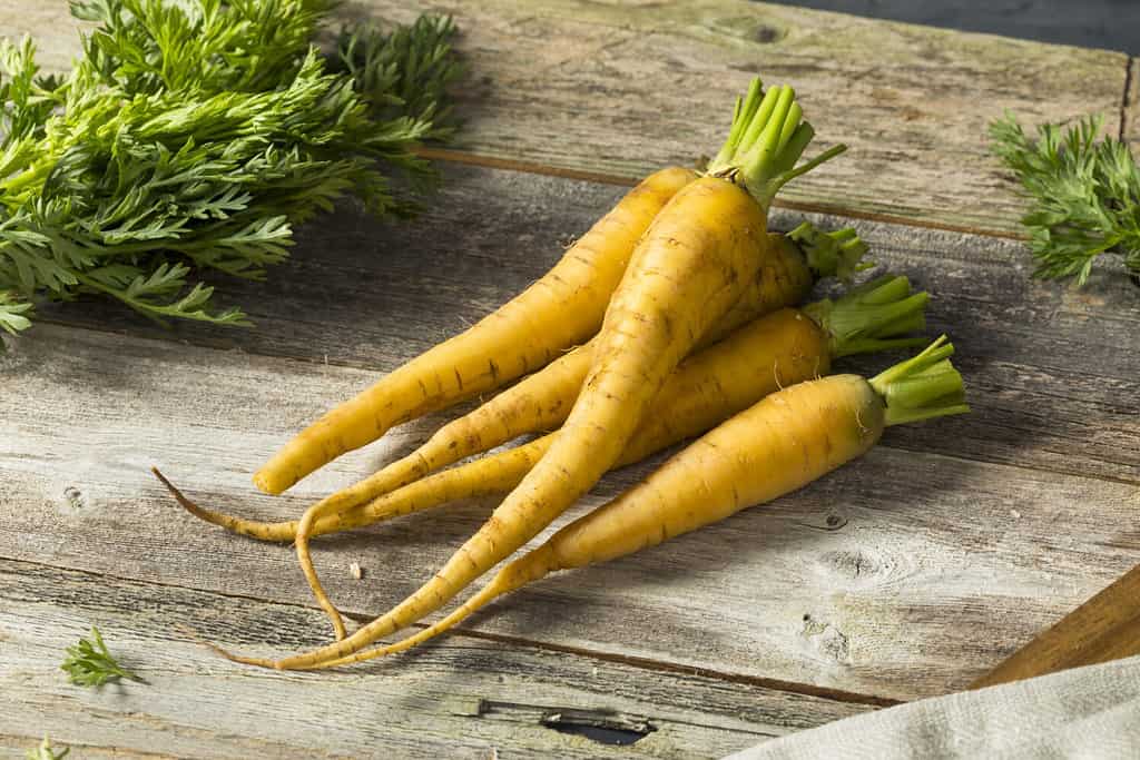 Organic Bunch of Yellow Carrots with Green Stems