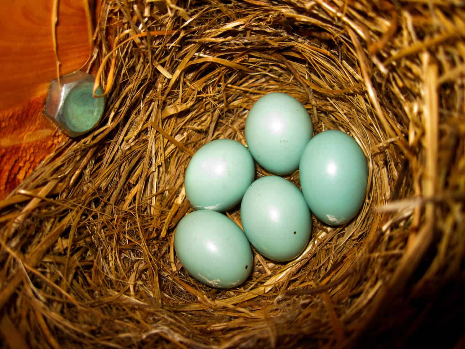Bluebird eggs in a nest box.