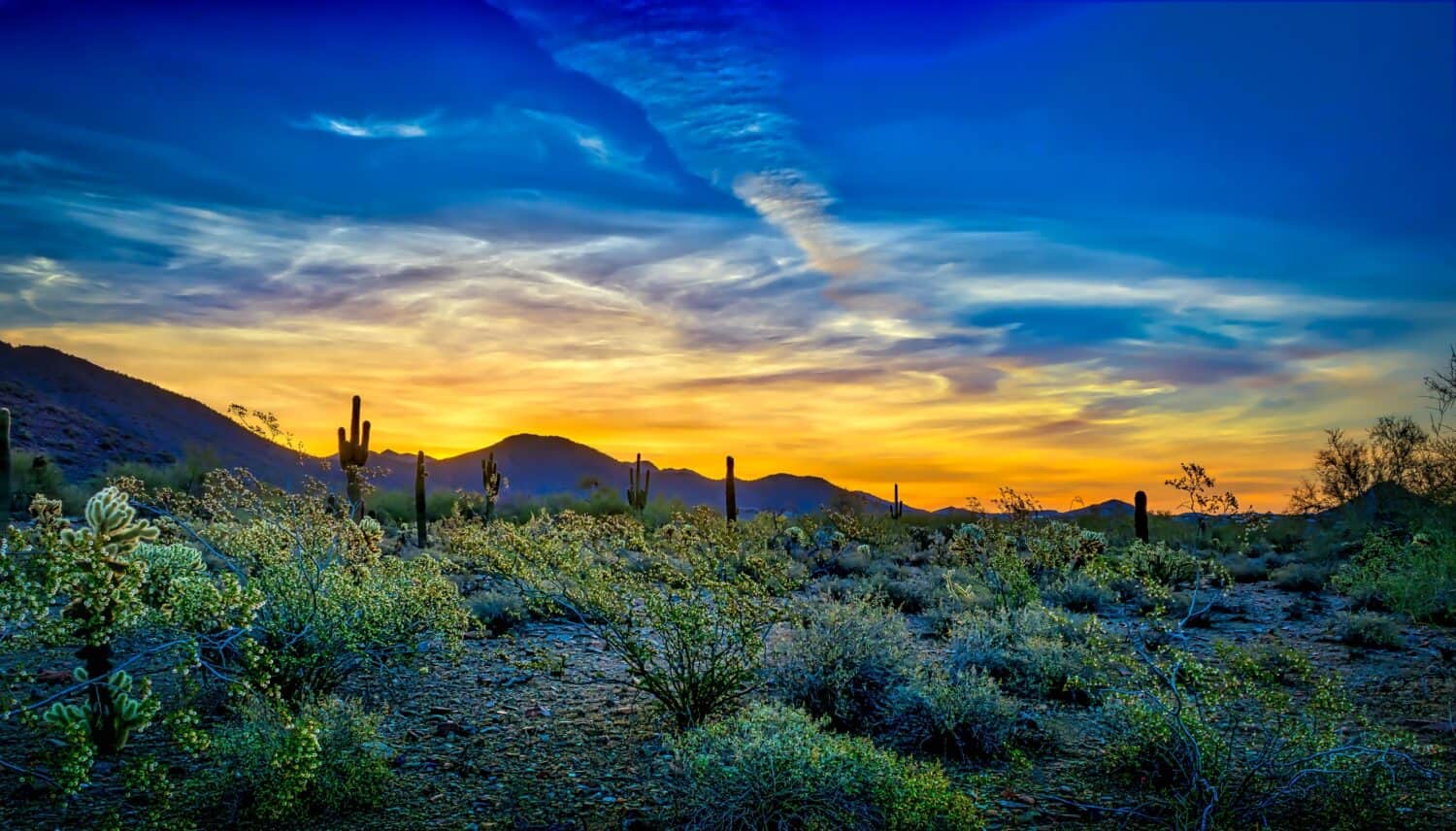 Blue and Gold Sunrise - Desert flora in full bloom provide a frame for a colorful Scottsdale, Arizona sunrise, rich with golds and blues.  