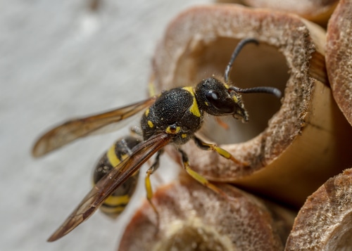 Ancistrocerus nigricornis mason wasp