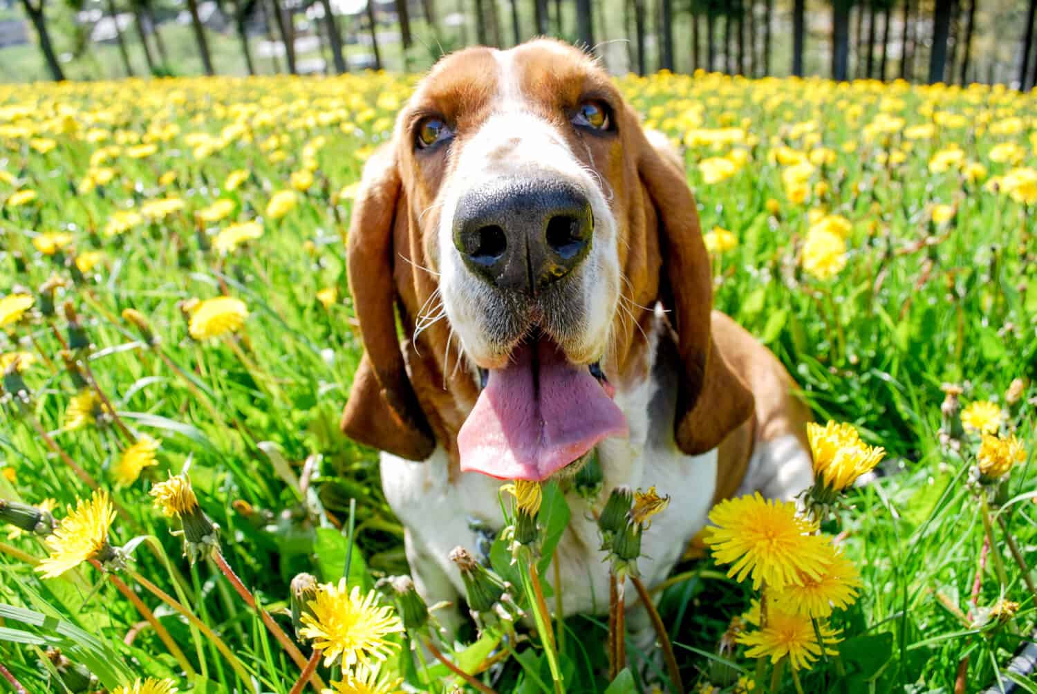 Beautyful adorable young basset hound smiling with happy sitting in a field of dandelion with blurry background full around of yellow flowers and green leave and tree ,spring season in europe,.