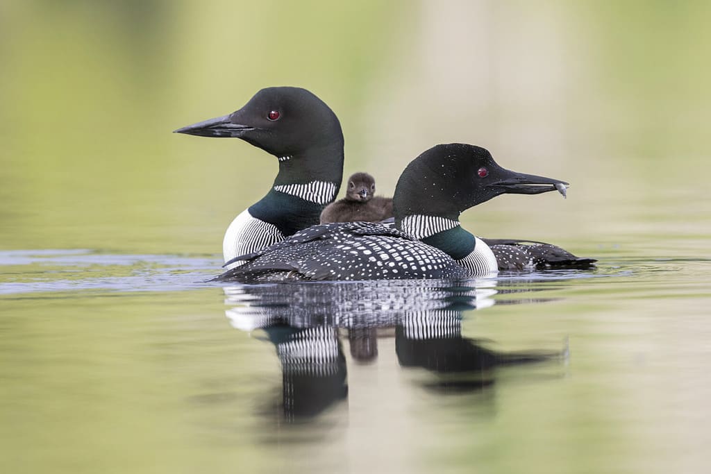 A week-old Common Loon chick (Gavia immer) rides on its mother's back as the father cruises past - Ontario, Canada