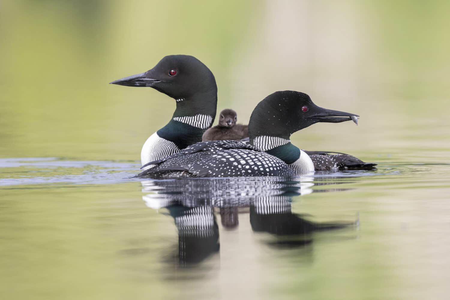 A week-old Common Loon chick (Gavia immer) rides on its mother's back as the father cruises past - Ontario, Canada