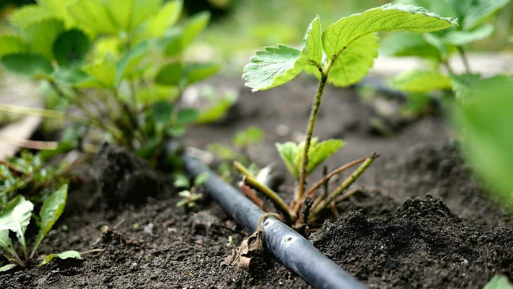 Photo of a black soaker hose with two holes for watering lying on the ground under a strawberry plant. Drip irrigation system in a garden.