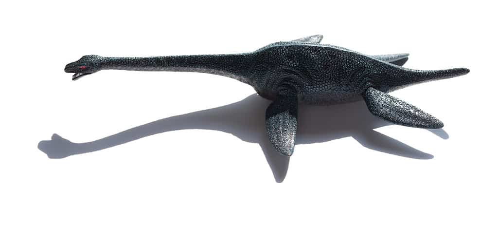 plesiosaurus with shadow on a white background