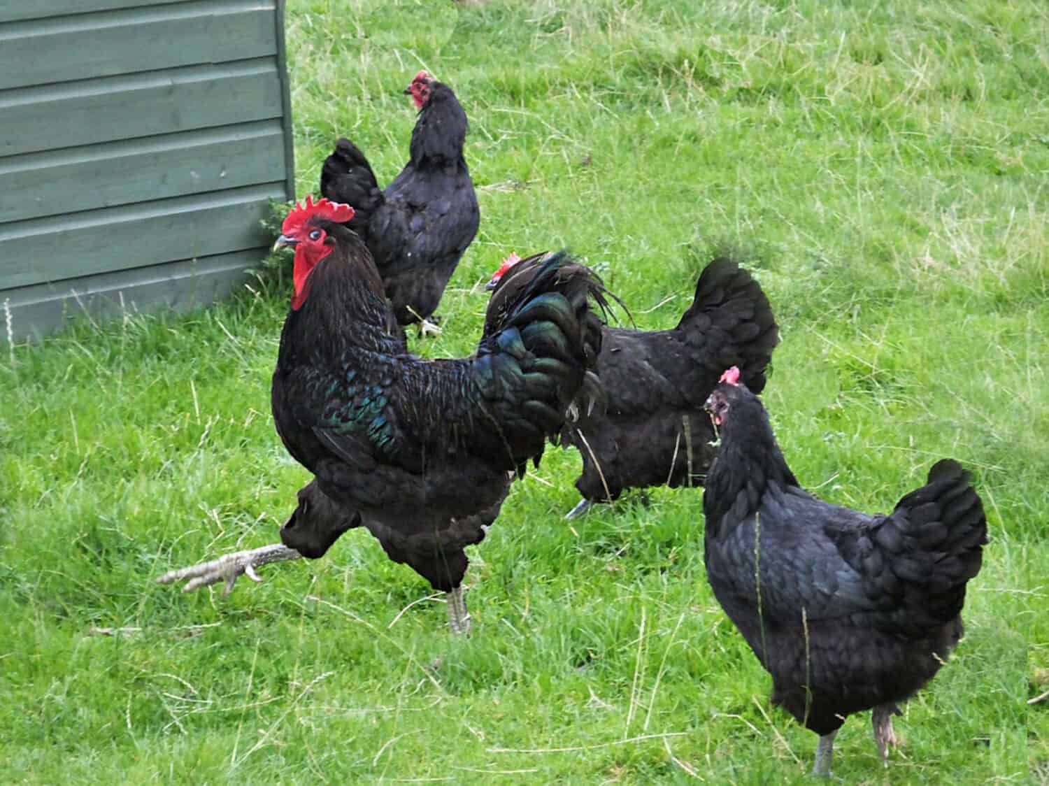 Jersey Giant Chickens hens 2017