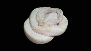 An albino reticulated python, Reticulated python on Black background, Python albino ball with clipping path.