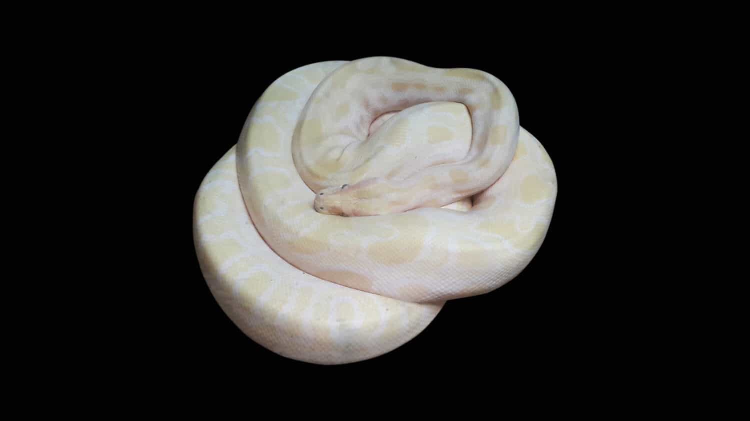 An albino reticulated python, Reticulated python on Black background, Python albino ball with clipping path.