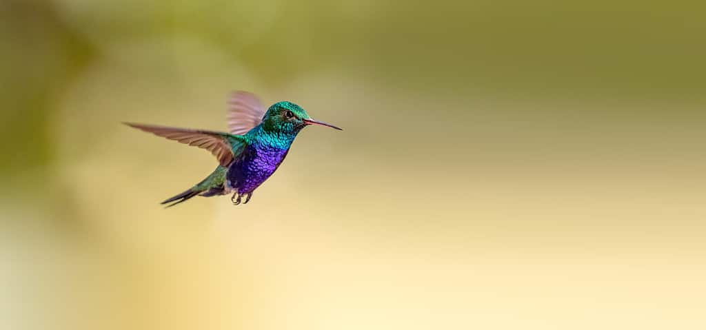 purple hummingbird flying