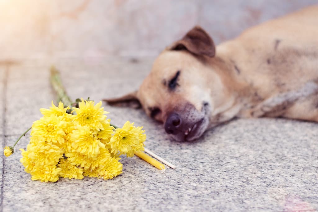 A dog lying dead on the floor.With flower and incense and candles to express the sadness to the dog.Dog is sleeping.It died because of rabies.