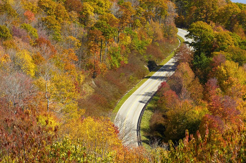 Cherohala Skyway in late october at the peak of the autumn leaf color season.