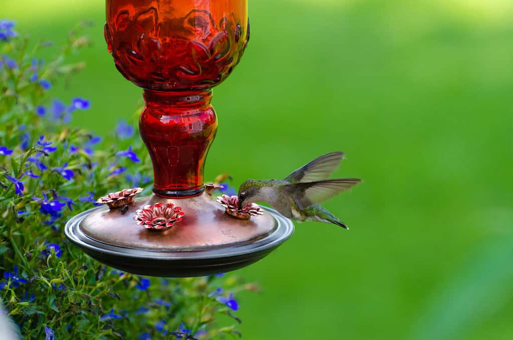 Green Hummingbird at red feeder with green background